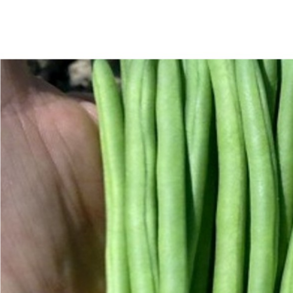 ΦΑΣΟΛΙ ΝΑΝΟ CONTENDER (πρώιμο, μπέζ σπόρος) Φάκελος 100 γραμ. – Δημιουργεί αίσθηση πολυτέλειας χωρίς κόπο | iroots.gr