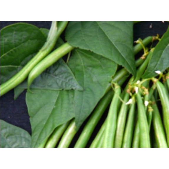 ΦΑΣΟΛΙ ΝΑΝΟ PARKER HS Φάκελος 100 γραμ. – Ταιριάζει σε κάθε μοντέρνο ή επαγγελματικό χώρο | iroots.gr