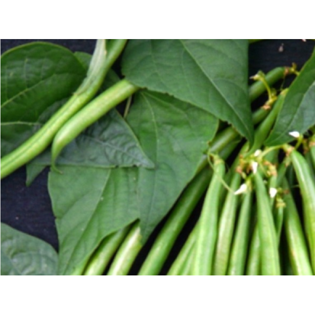 ΦΑΣΟΛΙ ΝΑΝΟ PARKER HS Φάκελος 100 γραμ. – Ταιριάζει σε κάθε μοντέρνο ή επαγγελματικό χώρο | iroots.gr