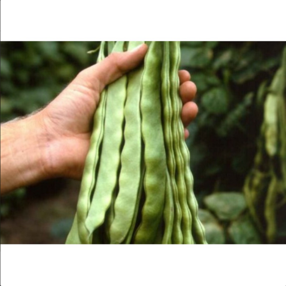 ΦΑΣΟΛΙ ΑΝΑΡ. LIMKA HS Φάκελος 100 γραμ. – Αναβαθμίζει άμεσα τον χώρο σου | iroots.gr