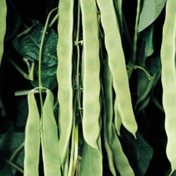 ΦΑΣΟΛΙ ΑΝΑΡ. VITALIS HS Φάκελος 100 γραμ. – Προσφέρει μοναδική αισθητική | iroots.gr