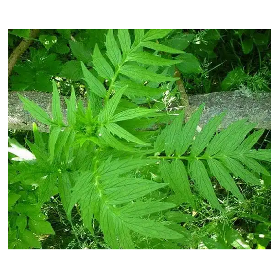 ΒΑΛΕΡΙΑΝΑ 1γραμ. – Αναβαθμίζει άμεσα τον χώρο σου | iroots.gr