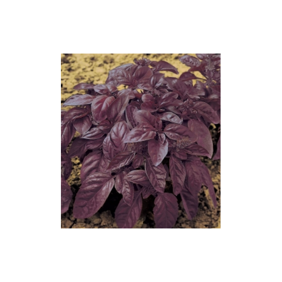 nan – Αναβαθμίζει άμεσα τον χώρο σου | iroots.gr