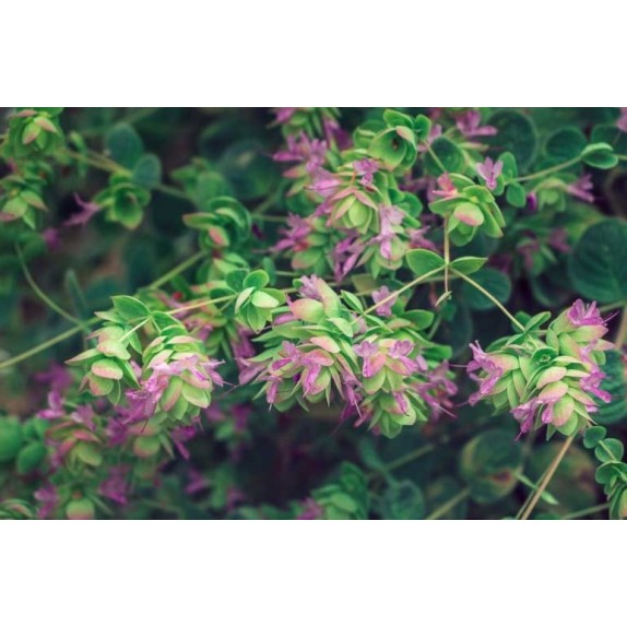 nan – Δημιουργεί αίσθηση πολυτέλειας χωρίς κόπο | iroots.gr