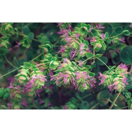 nan – Δημιουργεί αίσθηση πολυτέλειας χωρίς κόπο | iroots.gr