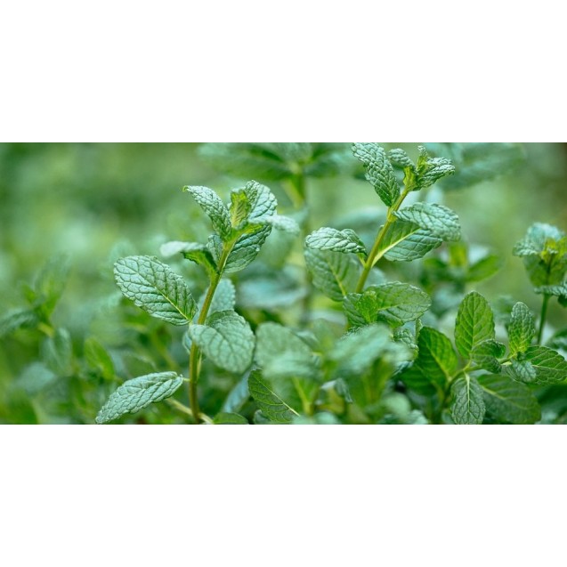 nan – Δίνει premium χαρακτήρα στο περιβάλλον | iroots.gr