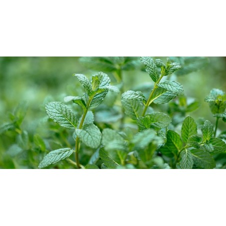 nan – Δίνει premium χαρακτήρα στο περιβάλλον | iroots.gr