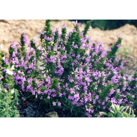 nan – Αναβαθμίζει άμεσα τον χώρο σου | iroots.gr