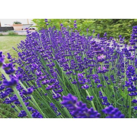 Σπόρος ΛΕΒΑΝΤΑ ANGUSTIFOLIA HIDCOTE BLUE STRAIN Φάκελος 1.000 σπόρων