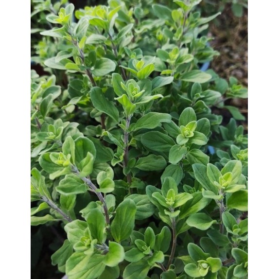 nan – Δίνει premium χαρακτήρα στο περιβάλλον | iroots.gr