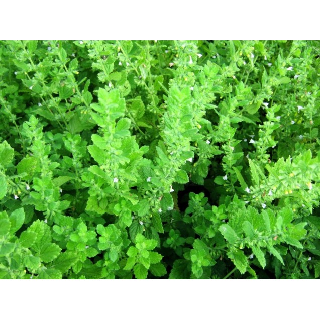 Σπόρος ΜΕΛΙΣΣΑ Lemon Balm 5γραμ.