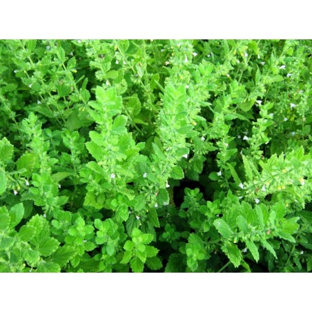 Σπόρος ΜΕΛΙΣΣΑ Lemon Balm 5γραμ.