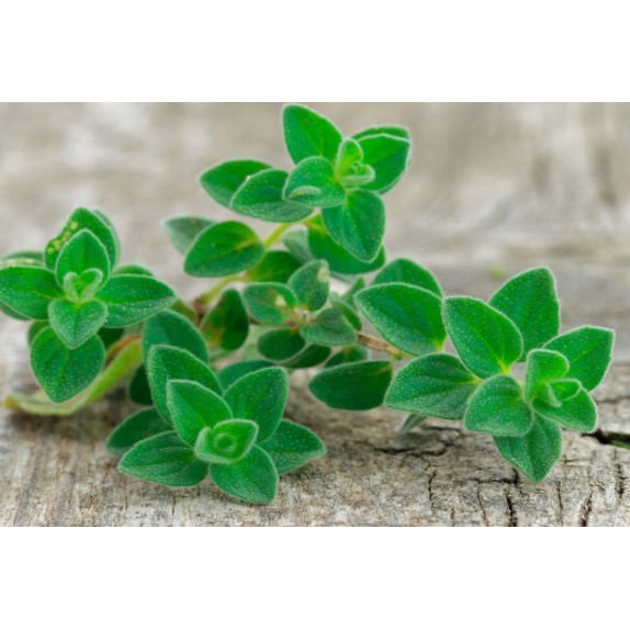 nan – Ταιριάζει σε κάθε μοντέρνο ή επαγγελματικό χώρο | iroots.gr