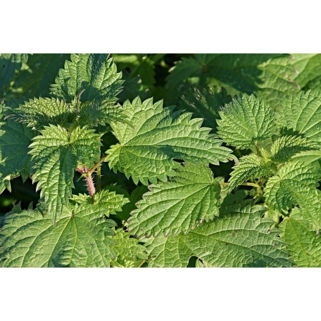 nan – Δημιουργεί αίσθηση πολυτέλειας χωρίς κόπο | iroots.gr