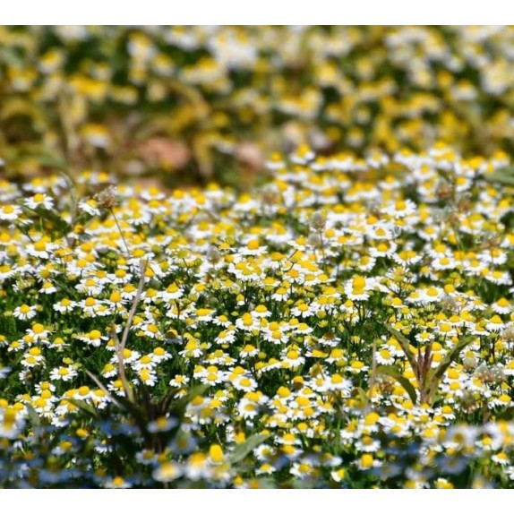 nan – Δημιουργεί αίσθηση πολυτέλειας χωρίς κόπο | iroots.gr