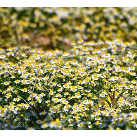 nan – Δημιουργεί αίσθηση πολυτέλειας χωρίς κόπο | iroots.gr