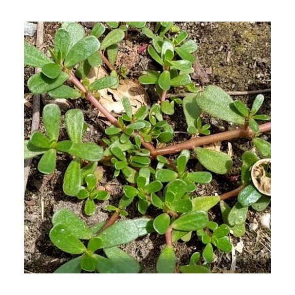 nan – Δίνει premium χαρακτήρα στο περιβάλλον | iroots.gr