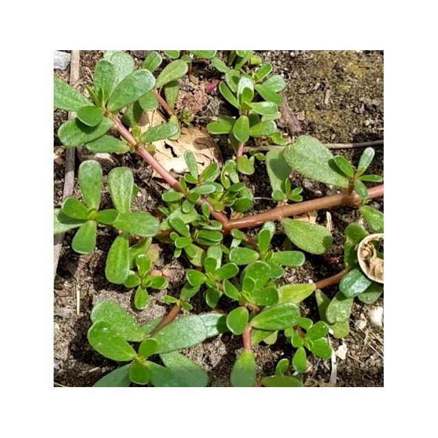 nan – Δίνει premium χαρακτήρα στο περιβάλλον | iroots.gr