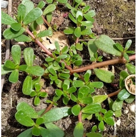 nan – Δίνει premium χαρακτήρα στο περιβάλλον | iroots.gr