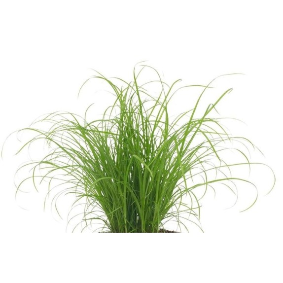 nan – Αναβαθμίζει άμεσα τον χώρο σου | iroots.gr