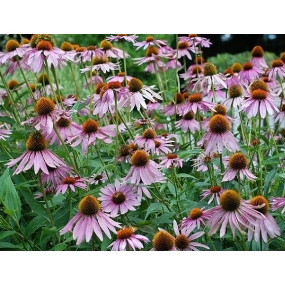 nan – Δίνει premium χαρακτήρα στο περιβάλλον | iroots.gr