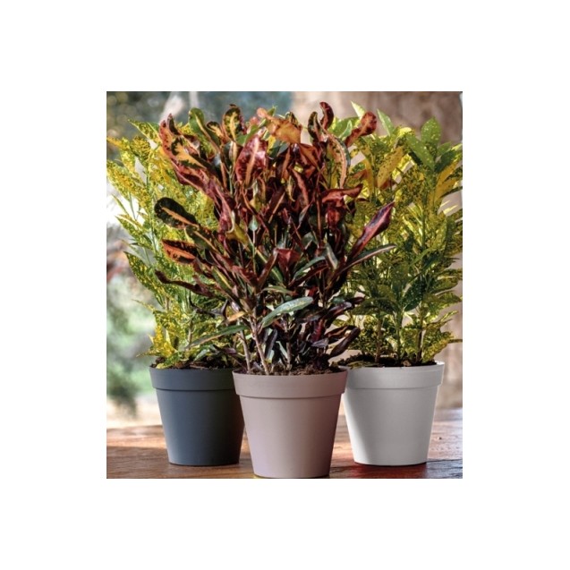 nan – Ταιριάζει σε κάθε μοντέρνο ή επαγγελματικό χώρο | iroots.gr