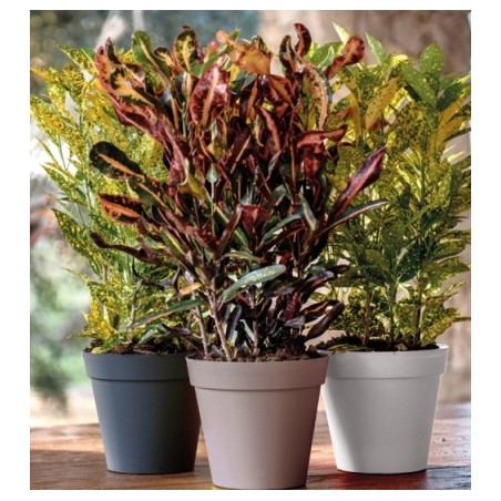 nan – Ταιριάζει σε κάθε μοντέρνο ή επαγγελματικό χώρο | iroots.gr