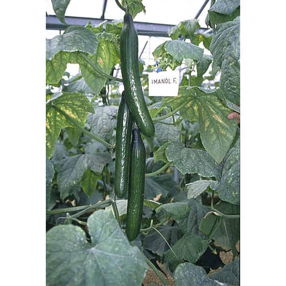 nan – Δίνει premium χαρακτήρα στο περιβάλλον | iroots.gr