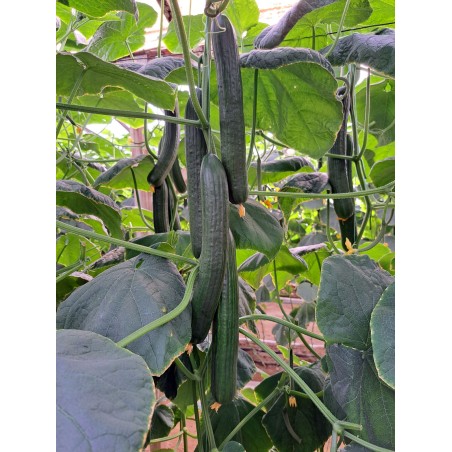 nan – Αναβαθμίζει άμεσα τον χώρο σου | iroots.gr