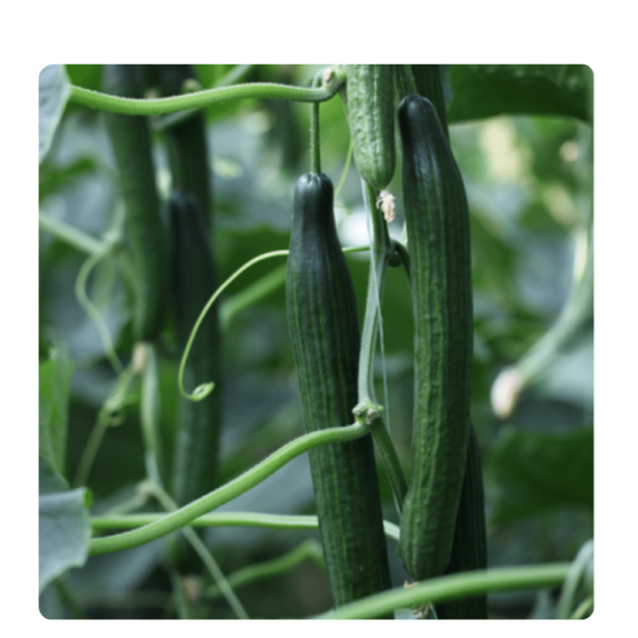 nan – Δίνει premium χαρακτήρα στο περιβάλλον | iroots.gr