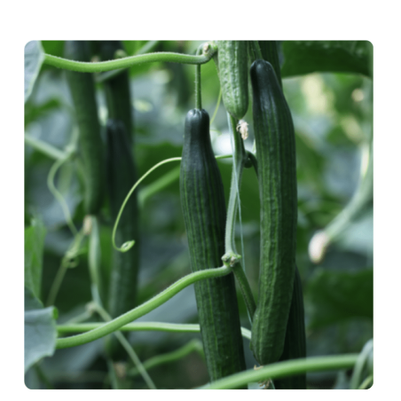 nan – Δίνει premium χαρακτήρα στο περιβάλλον | iroots.gr