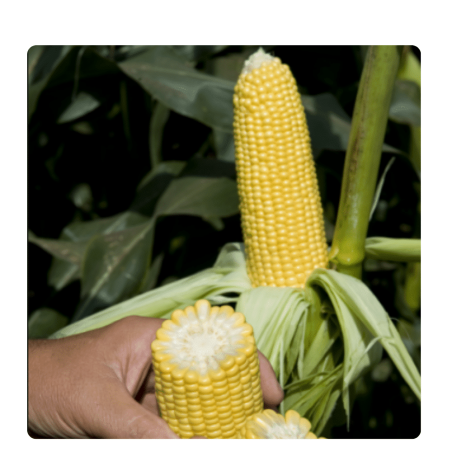 nan – Ταιριάζει σε κάθε μοντέρνο ή επαγγελματικό χώρο | iroots.gr