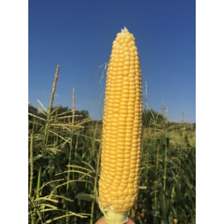 Σπόρος Γλυκό Καλαμπόκι SHINEROCK F1 100.000 σπόρων Syngenta