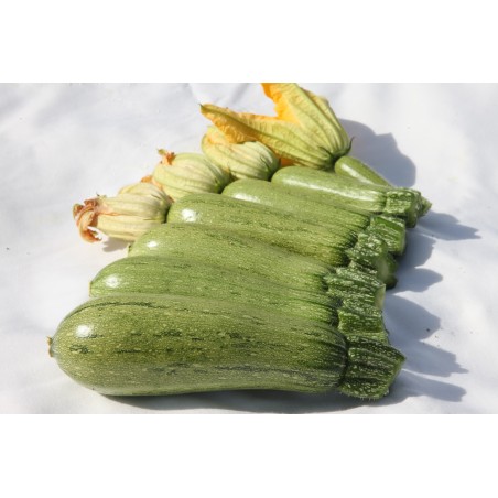 nan – Αναβαθμίζει άμεσα τον χώρο σου | iroots.gr