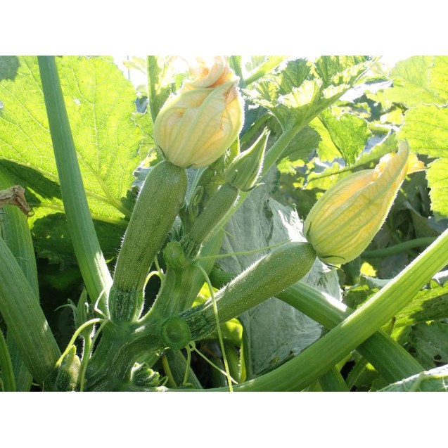Σπόρος Κολοκύθι DOLMAS F1 1.000 σπόρων Syngenta