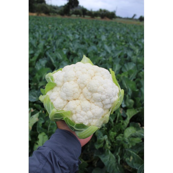 nan – Προσφέρει μοναδική αισθητική | iroots.gr