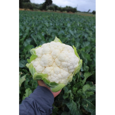 nan – Προσφέρει μοναδική αισθητική | iroots.gr