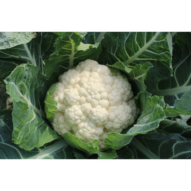 Σπόρος Κουνουπίδι ANDROMEDA F1 (70-75 ημ.) (Syngenta) 2.500 σπόρων