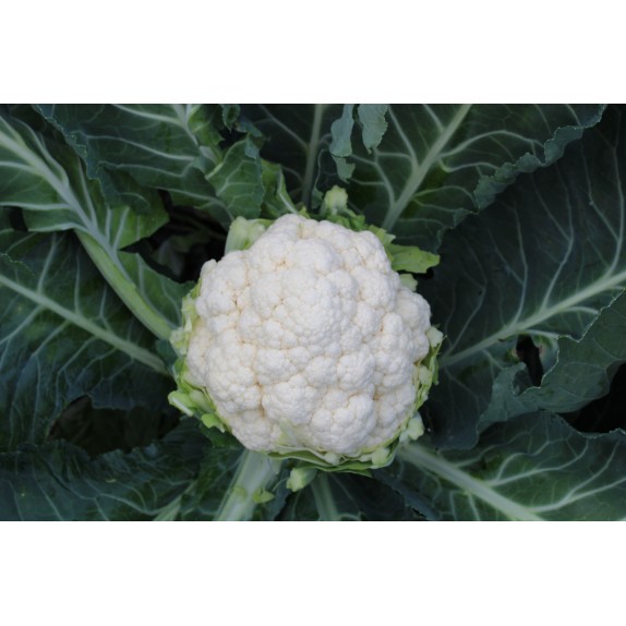 nan – Αναβαθμίζει άμεσα τον χώρο σου | iroots.gr