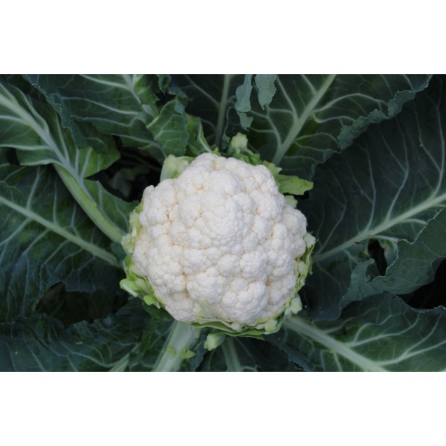 nan – Αναβαθμίζει άμεσα τον χώρο σου | iroots.gr