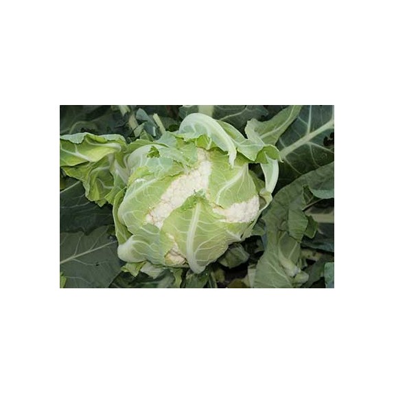 nan – Δημιουργεί αίσθηση πολυτέλειας χωρίς κόπο | iroots.gr