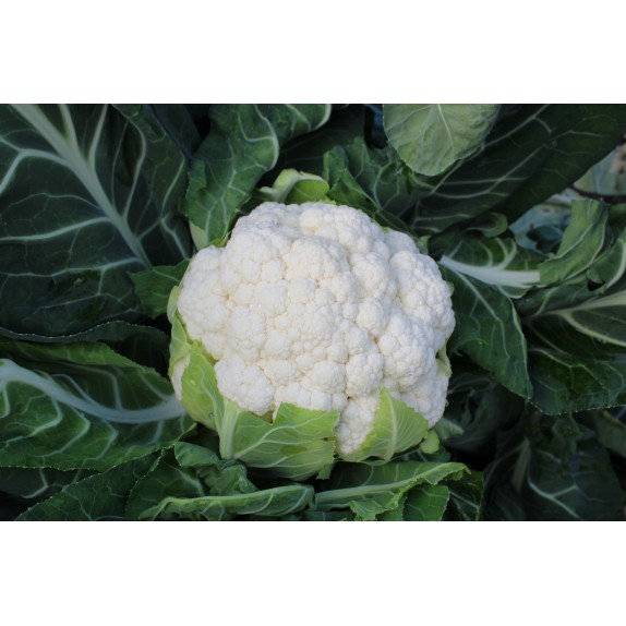 nan – Ταιριάζει σε κάθε μοντέρνο ή επαγγελματικό χώρο | iroots.gr