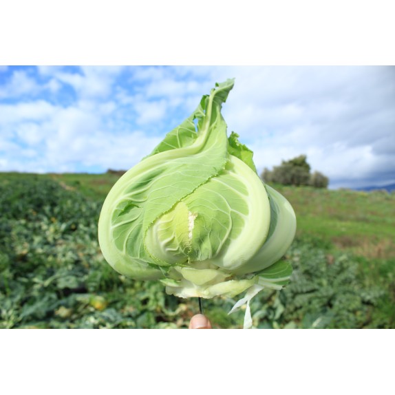 nan – Δημιουργεί αίσθηση πολυτέλειας χωρίς κόπο | iroots.gr