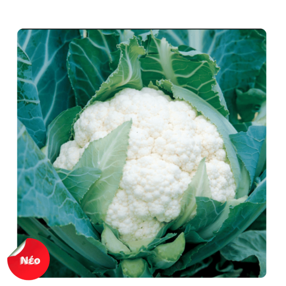 nan – Ταιριάζει σε κάθε μοντέρνο ή επαγγελματικό χώρο | iroots.gr