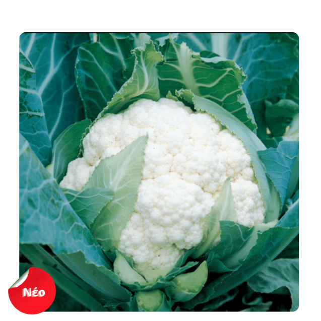 nan – Ταιριάζει σε κάθε μοντέρνο ή επαγγελματικό χώρο | iroots.gr