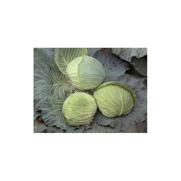 nan – Αναβαθμίζει άμεσα τον χώρο σου | iroots.gr