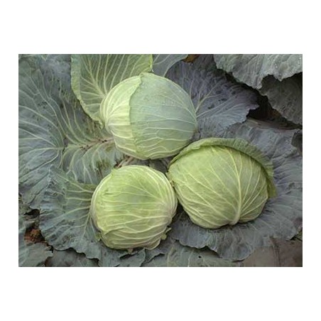 nan – Αναβαθμίζει άμεσα τον χώρο σου | iroots.gr