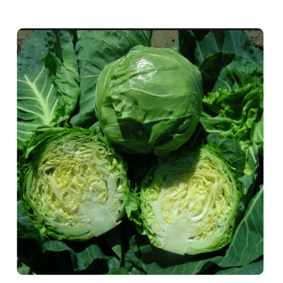 nan – Αναβαθμίζει άμεσα τον χώρο σου | iroots.gr