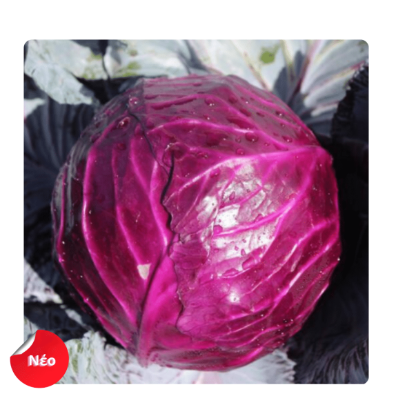 nan – Ταιριάζει σε κάθε μοντέρνο ή επαγγελματικό χώρο | iroots.gr