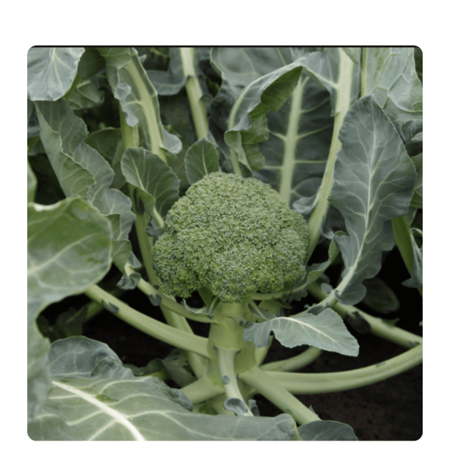 nan – Δίνει premium χαρακτήρα στο περιβάλλον | iroots.gr